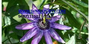 Passiflora Incarnata