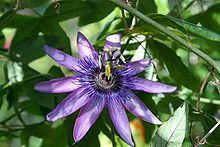 Passiflora Incarnata