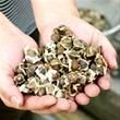 Moringa Seed For Bulk