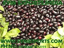 Syzygium Cumini Seeds Exporters