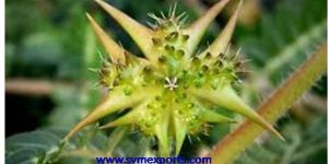 Tribulus Terrestris Part