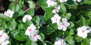 Vinca Rosea Leaves