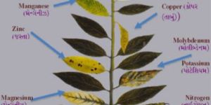 Plant Micronutrients