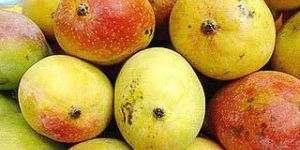 Chausa Mangoes