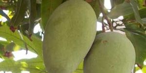 Dasheri Mangoes