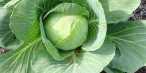Fresh Cabbage