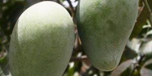 Langda Mangoes