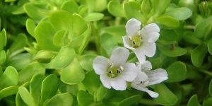 Bacopa Extract