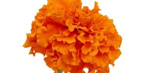 Lutein (Marigold)