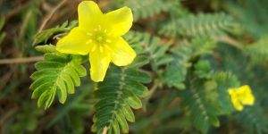 Tribulus