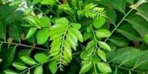 Curry Leaves