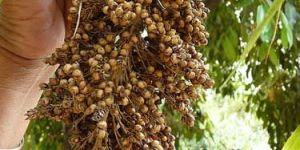 Great Millet Seeds