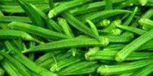 Lady Finger