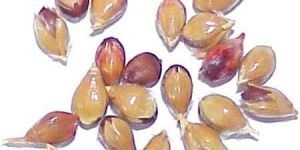 Sorghum Seeds