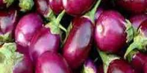 Fresh Brinjal