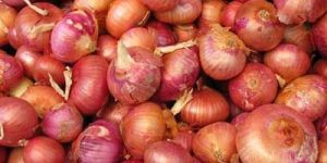 Fresh Onions