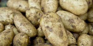 Fresh Potatoes