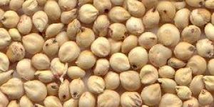 Sorghum Seed,agro Seeds