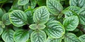 Spearmint Oil