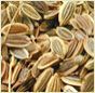Dill Seed Oil