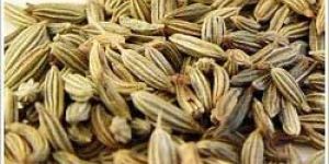 Fennel Seed Oil