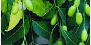 Neem Oil