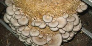 Dry Oyster Mushroom