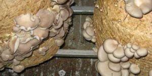 Dried Oyster Mushroom