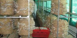 Dry Oyster Mushroom 03