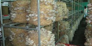 Dry Oyster Mushroom 04