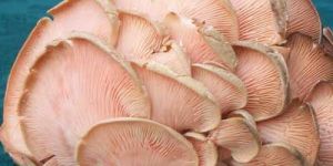 Fresh Oyster Mushroom 01
