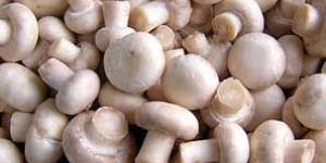 Fresh Oyster Mushroom 03