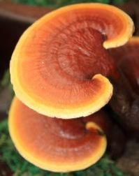 Medicinal Mushroom