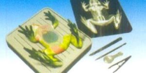 Simulated Frog Dissection Kit