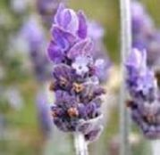 Lavandin