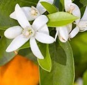 Neroli