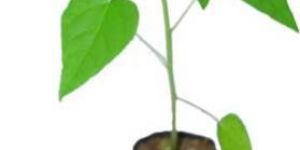 Papaya Seedling (Madhur)