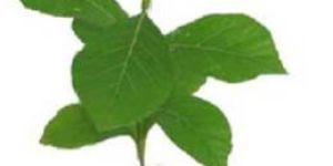 TC Raised Teak (Gold Plus)