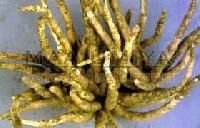 Tissue Culture Raised Teak Trichoderma