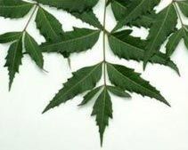 Neem Leaves