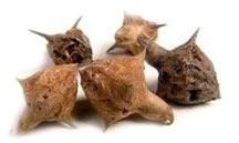 Pedalium Murex (Gokhuru Big)