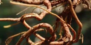 Plumbago Zeylanica (Chitarak Root)