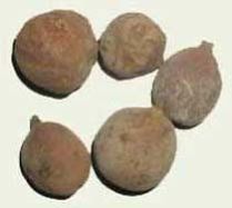 Terminalia Bellerica (Bahera)