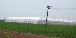 Naturally Ventilated Greenhouse