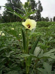 Hybrid Okra Seeds