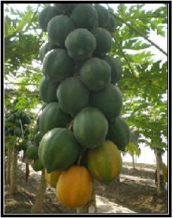 Papaya