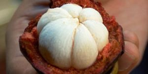 Mangosteen