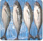 Horse Mackeral Fish