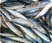 Pacafic Mackeral Fish