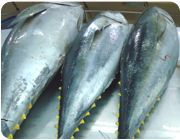 Yellowfin Tuna Fish